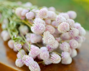 Dried Blush Pink Gomphrena Bunch: Light Pink Globe Amaranth