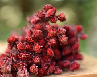 Dried Red Cotton Phylica Bunch: Filler Flowers