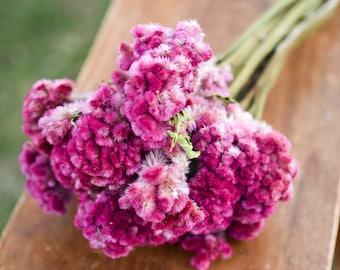 Rose Pink Dried Celosia Bunch: Cockscomb Flowers