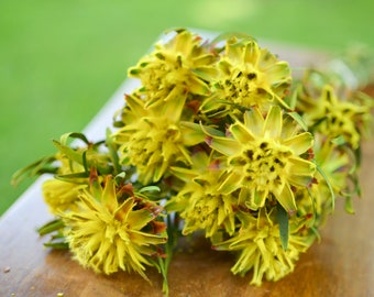 Yellow Plumosum Midge-Orchids: Spring Preserved Flowers